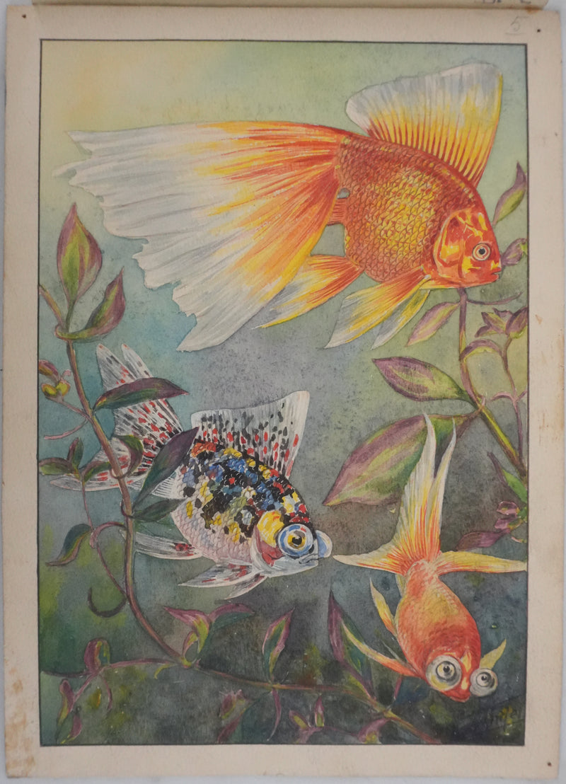 Fernand ANGEL : Carassin doré (télescope, queue en voile et bigarré), Aquarelle originale signée