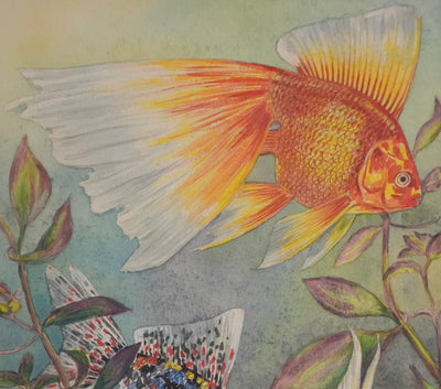 Fernand ANGEL : Carassin doré (télescope, queue en voile et bigarré), Aquarelle originale signée