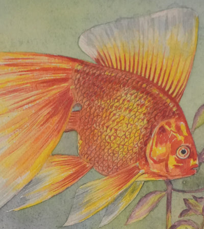 Fernand ANGEL : Carassin doré (télescope, queue en voile et bigarré), Aquarelle originale signée