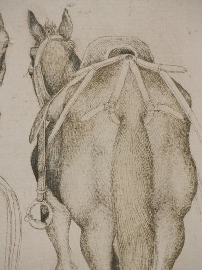 Antonio PISANELLO : Etude des chevaux, Lithographie