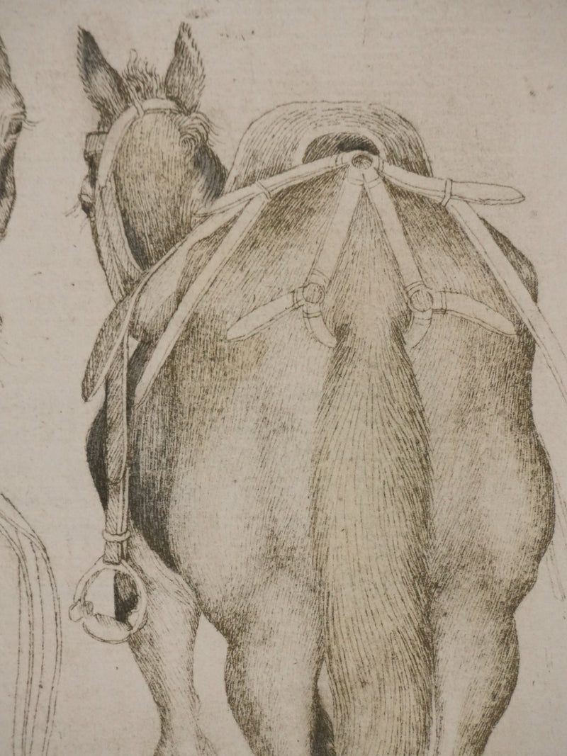 Antonio PISANELLO : Etude des chevaux, Lithographie
