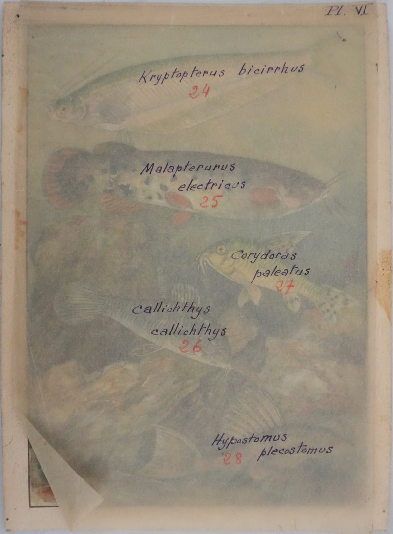 Fernand ANGEL : Poisson-chat et Silure de verre, Aquarelle originale signée