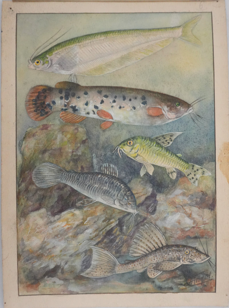 Fernand ANGEL : Poisson-chat et Silure de verre, Aquarelle originale signée