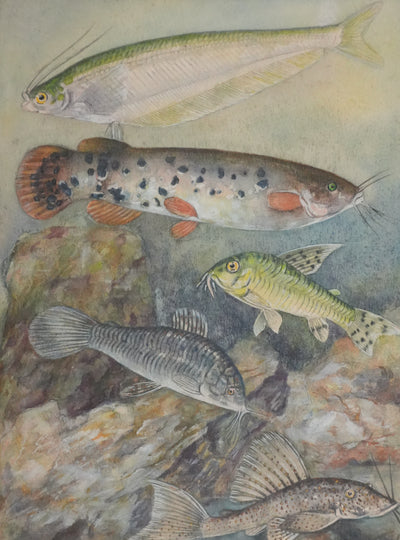 Fernand ANGEL : Poisson-chat et Silure de verre, Aquarelle originale signée