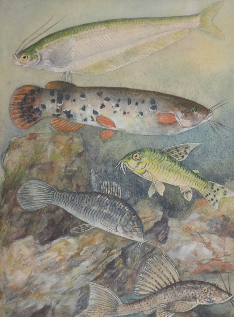 Fernand ANGEL : Poisson-chat et Silure de verre, Aquarelle originale signée