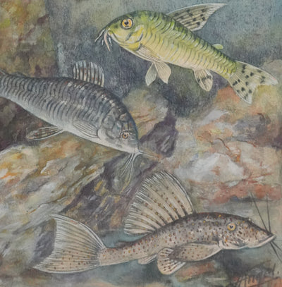 Fernand ANGEL : Poisson-chat et Silure de verre, Aquarelle originale signée