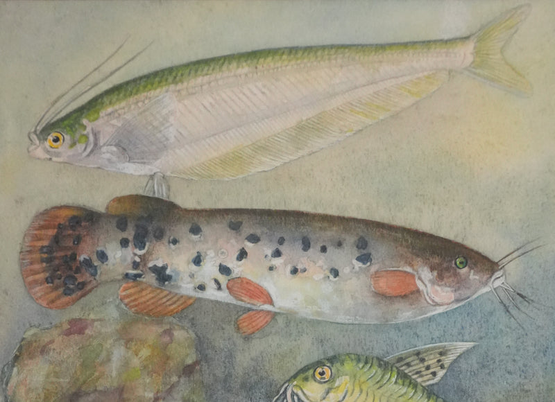 Fernand ANGEL : Poisson-chat et Silure de verre, Aquarelle originale signée