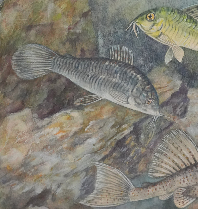 Fernand ANGEL : Poisson-chat et Silure de verre, Aquarelle originale signée