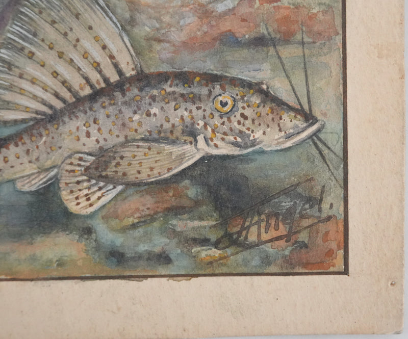 Fernand ANGEL : Poisson-chat et Silure de verre, Aquarelle originale signée