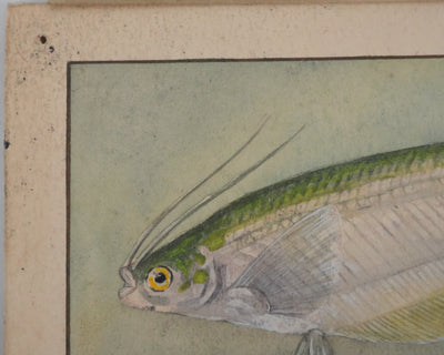 Fernand ANGEL : Poisson-chat et Silure de verre, Aquarelle originale signée