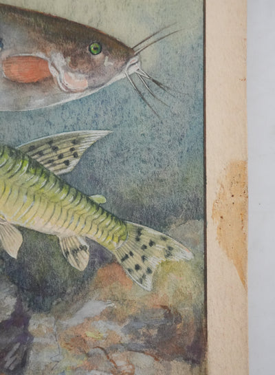 Fernand ANGEL : Poisson-chat et Silure de verre, Aquarelle originale signée