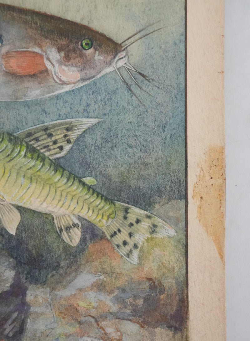 Fernand ANGEL : Poisson-chat et Silure de verre, Aquarelle originale signée