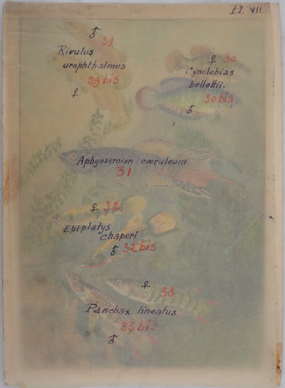 Fernand ANGEL : Panchax rayé et Poisson-perle, Aquarelle originale signée