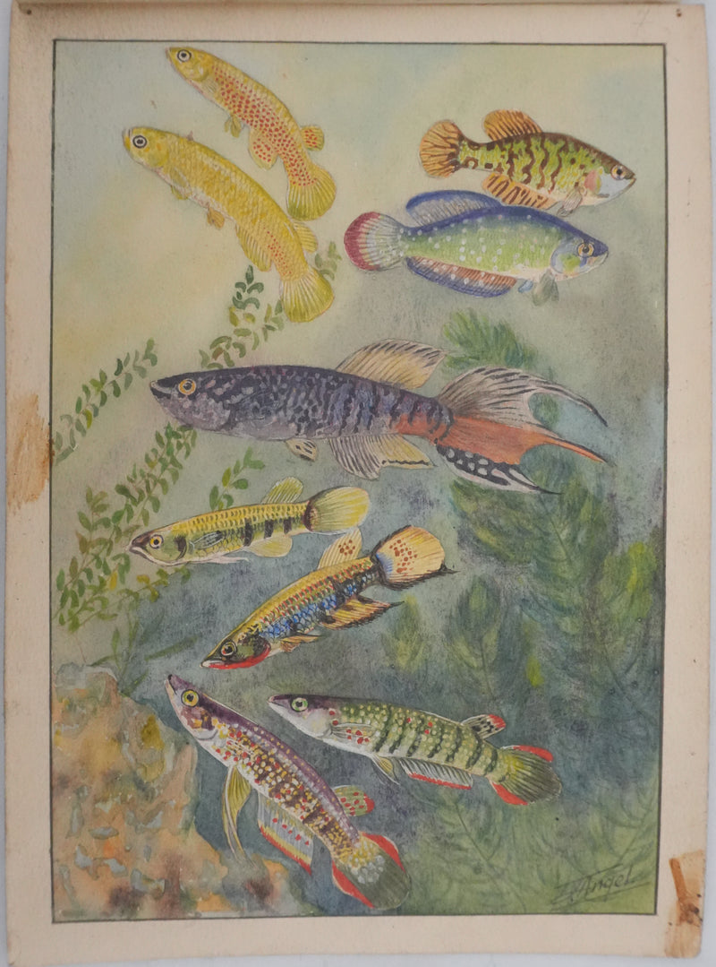 Fernand ANGEL : Panchax rayé et Poisson-perle, Aquarelle originale signée