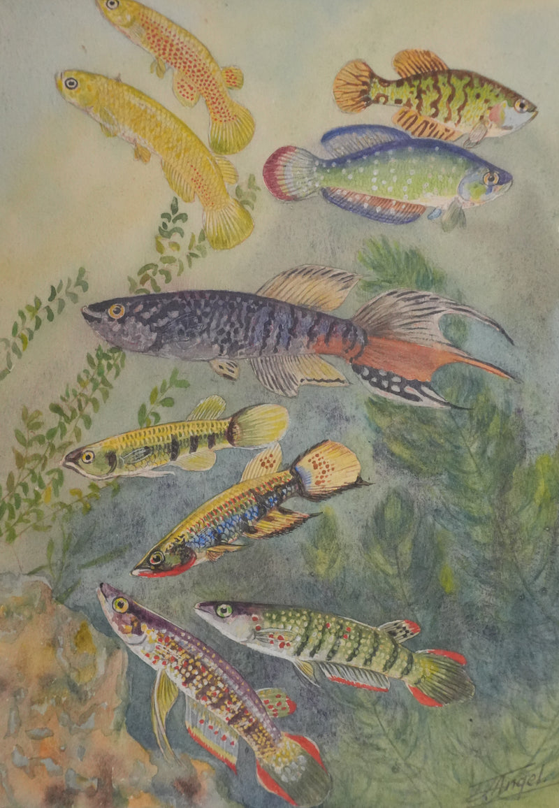 Fernand ANGEL : Panchax rayé et Poisson-perle, Aquarelle originale signée