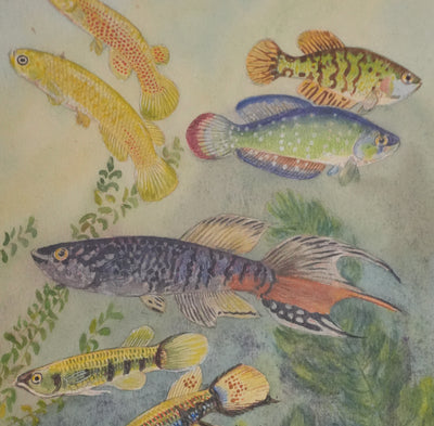Fernand ANGEL : Panchax rayé et Poisson-perle, Aquarelle originale signée