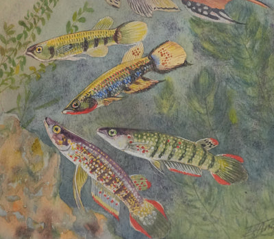Fernand ANGEL : Panchax rayé et Poisson-perle, Aquarelle originale signée