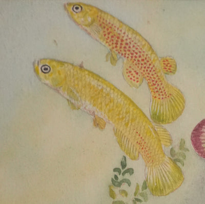 Fernand ANGEL : Panchax rayé et Poisson-perle, Aquarelle originale signée