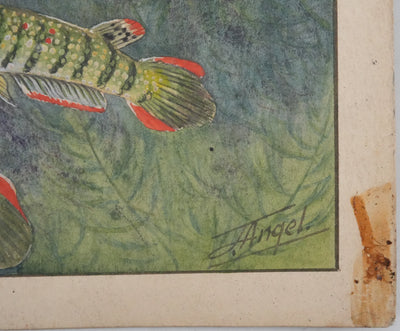 Fernand ANGEL : Panchax rayé et Poisson-perle, Aquarelle originale signée