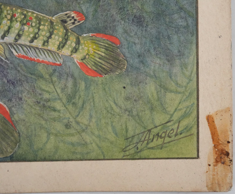 Fernand ANGEL : Panchax rayé et Poisson-perle, Aquarelle originale signée