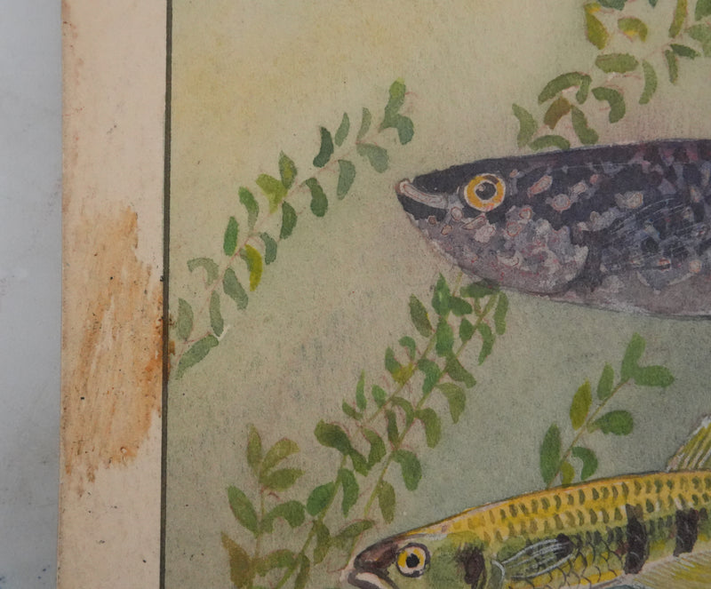 Fernand ANGEL : Panchax rayé et Poisson-perle, Aquarelle originale signée