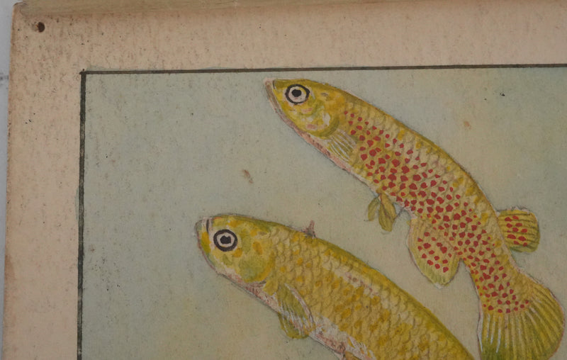 Fernand ANGEL : Panchax rayé et Poisson-perle, Aquarelle originale signée