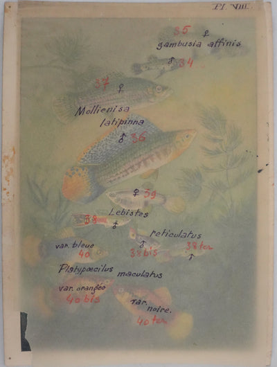 Fernand ANGEL : Guppy, Platy et Molly, Aquarelle originale signée