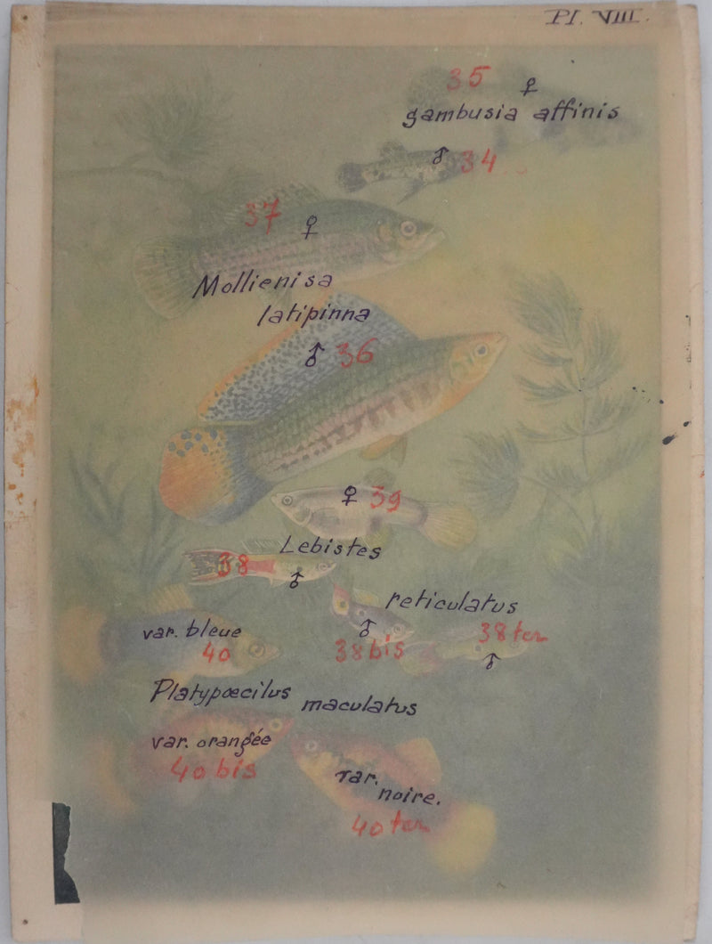 Fernand ANGEL : Guppy, Platy et Molly, Aquarelle originale signée