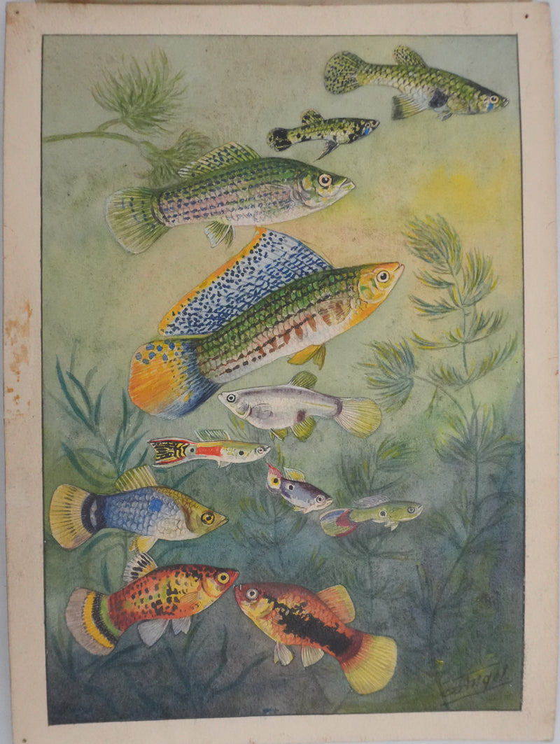 Fernand ANGEL : Guppy, Platy et Molly, Aquarelle originale signée