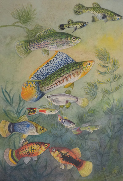 Fernand ANGEL : Guppy, Platy et Molly, Aquarelle originale signée