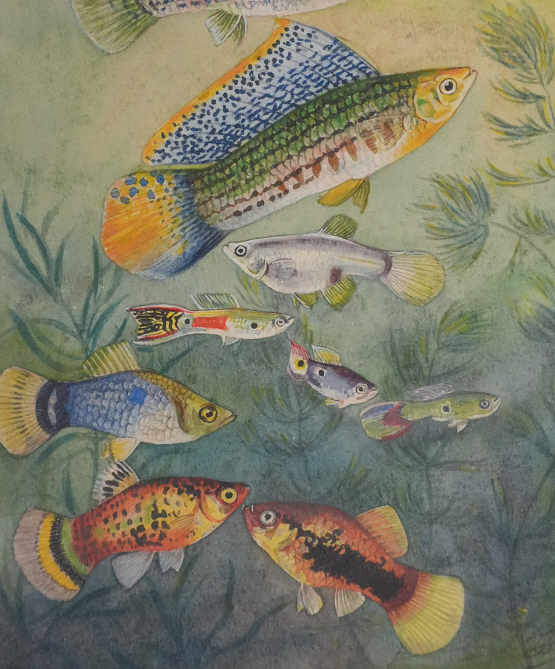 Fernand ANGEL : Guppy, Platy et Molly, Aquarelle originale signée