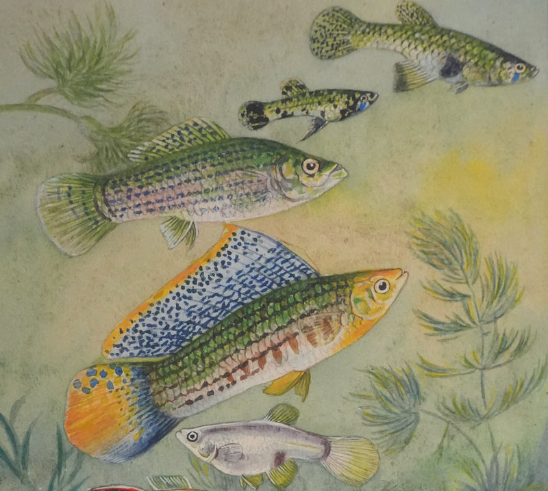 Fernand ANGEL : Guppy, Platy et Molly, Aquarelle originale signée