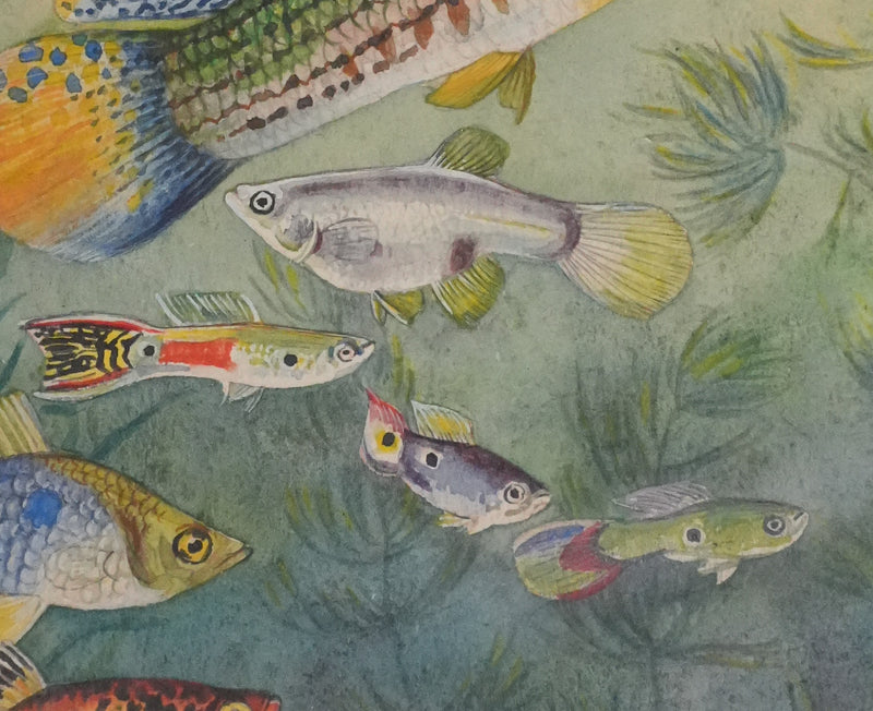 Fernand ANGEL : Guppy, Platy et Molly, Aquarelle originale signée