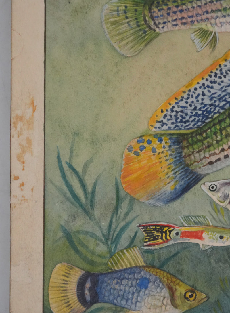 Fernand ANGEL : Guppy, Platy et Molly, Aquarelle originale signée
