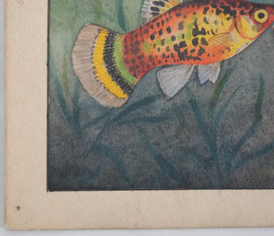 Fernand ANGEL : Guppy, Platy et Molly, Aquarelle originale signée