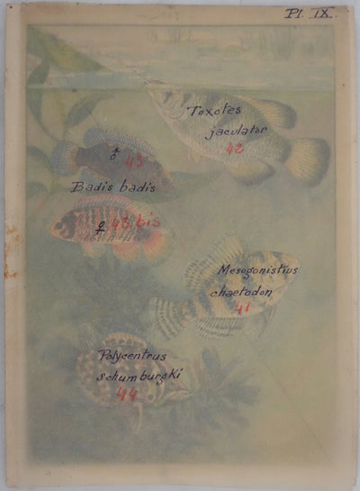 Fernand ANGEL : Perche bleue, Poisson-feuille et Poisson-ange, Aquarelle originale signée