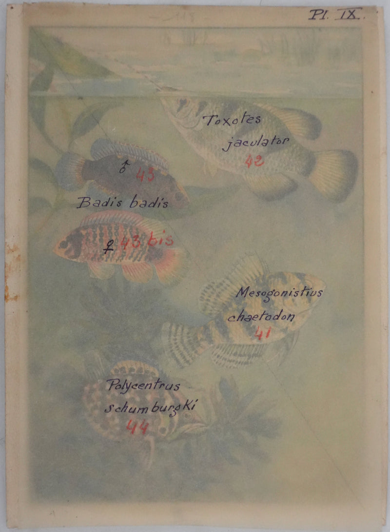 Fernand ANGEL : Perche bleue, Poisson-feuille et Poisson-ange, Aquarelle originale signée