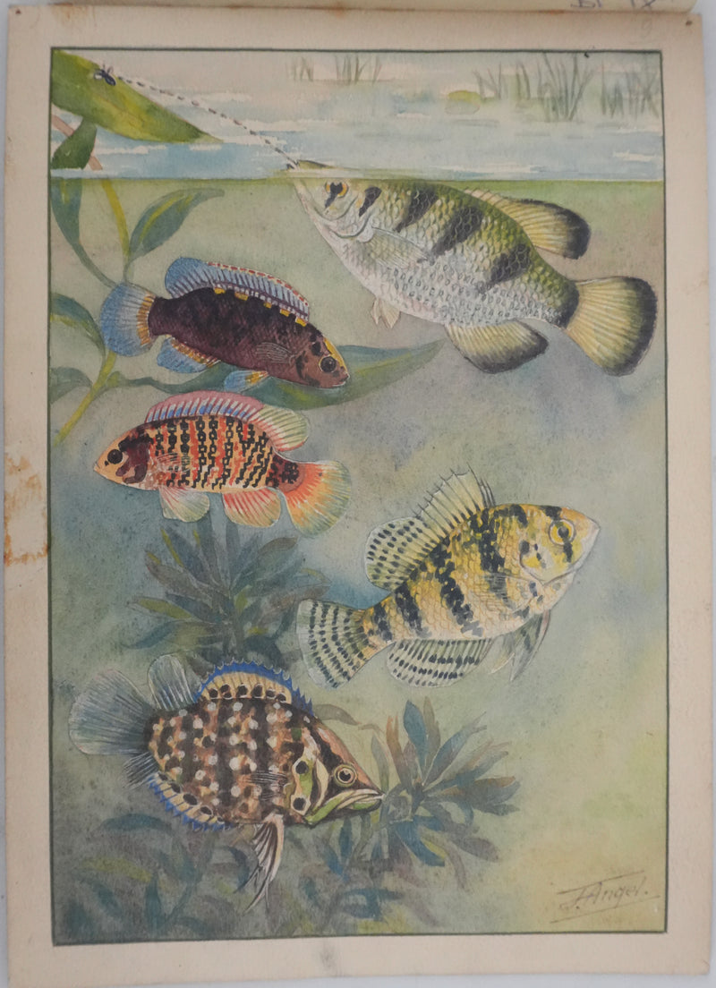 Fernand ANGEL : Perche bleue, Poisson-feuille et Poisson-ange, Aquarelle originale signée