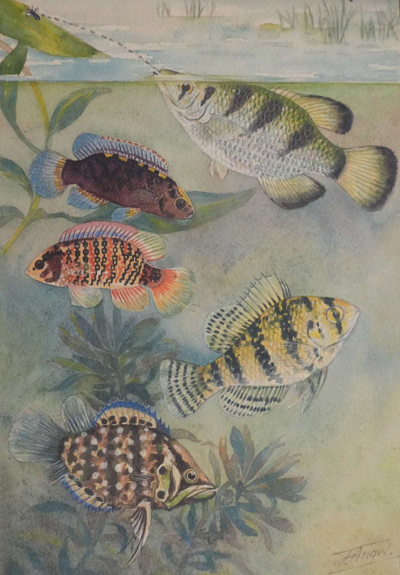 Fernand ANGEL : Perche bleue, Poisson-feuille et Poisson-ange, Aquarelle originale signée