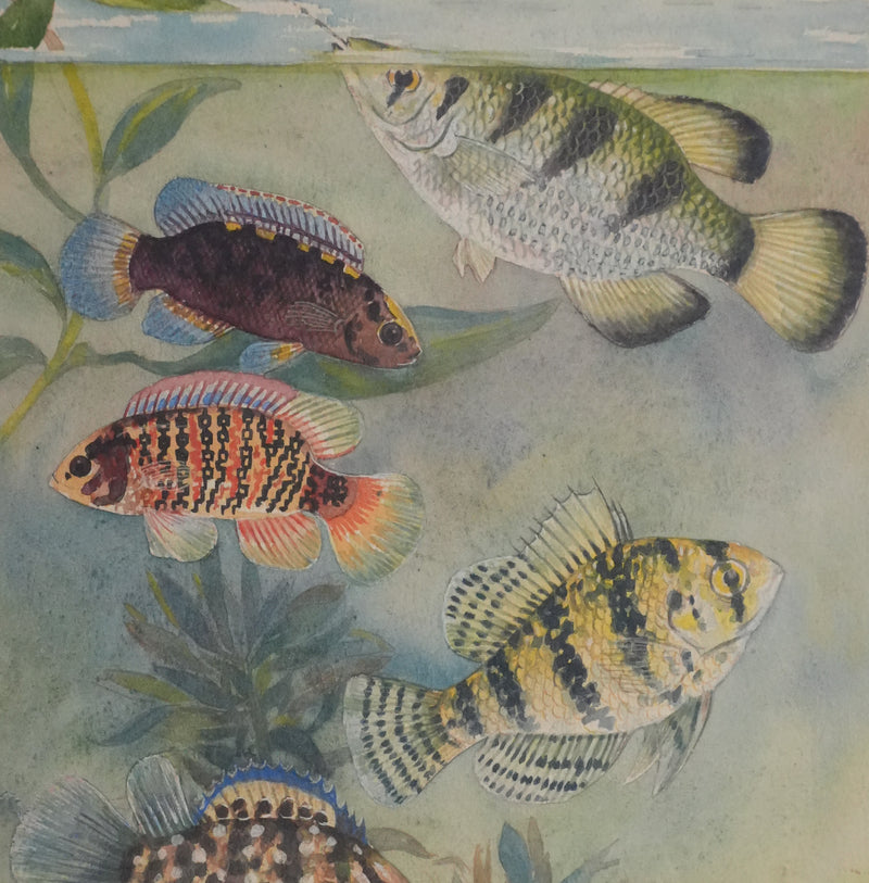 Fernand ANGEL : Perche bleue, Poisson-feuille et Poisson-ange, Aquarelle originale signée