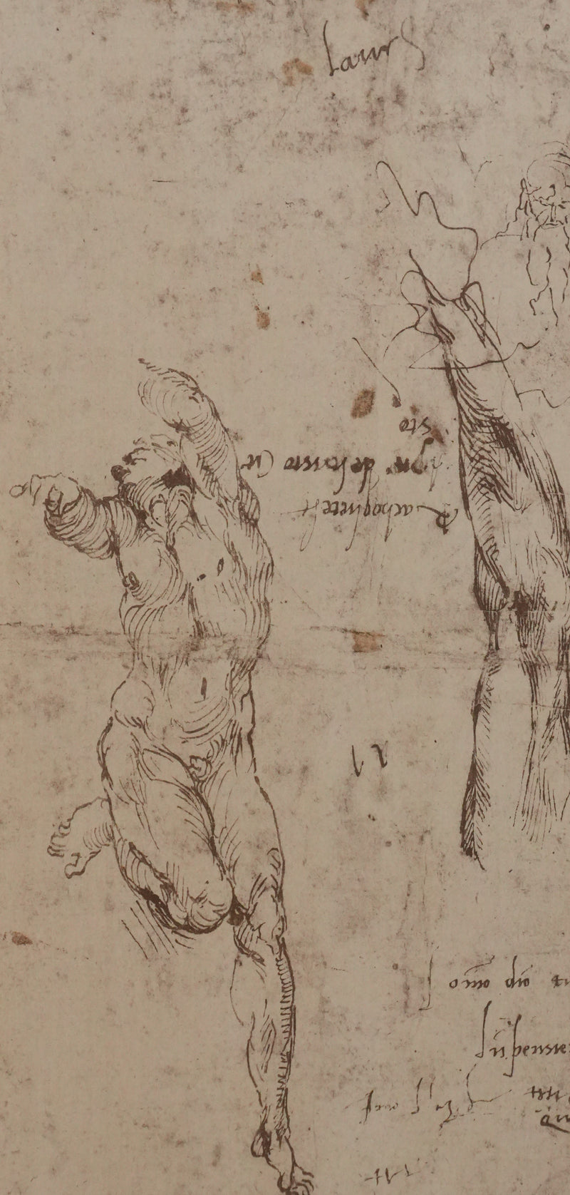 Michel-Ange BUONARROTI : Etude d&