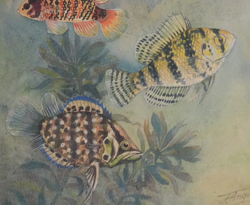 Fernand ANGEL : Perche bleue, Poisson-feuille et Poisson-ange, Aquarelle originale signée