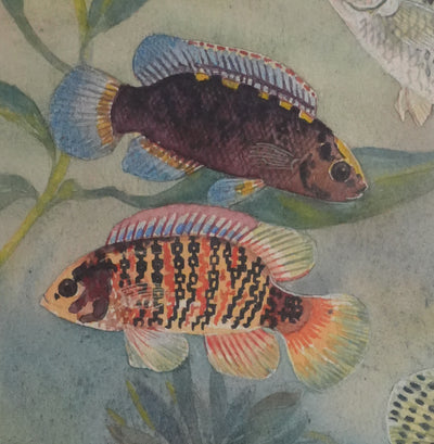 Fernand ANGEL : Perche bleue, Poisson-feuille et Poisson-ange, Aquarelle originale signée