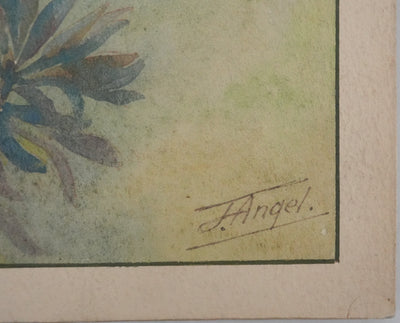 Fernand ANGEL : Perche bleue, Poisson-feuille et Poisson-ange, Aquarelle originale signée