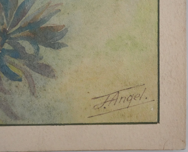 Fernand ANGEL : Perche bleue, Poisson-feuille et Poisson-ange, Aquarelle originale signée