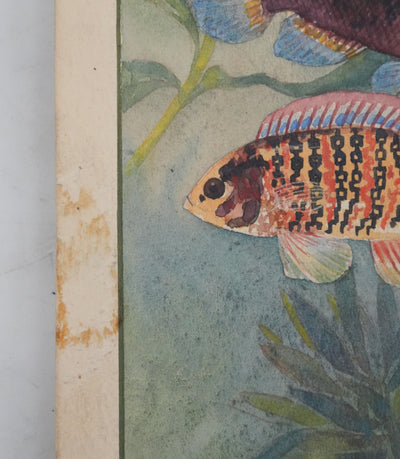 Fernand ANGEL : Perche bleue, Poisson-feuille et Poisson-ange, Aquarelle originale signée