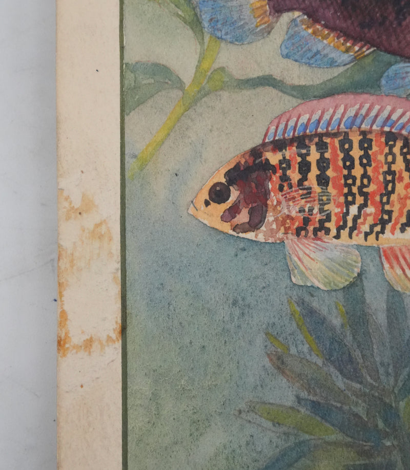 Fernand ANGEL : Perche bleue, Poisson-feuille et Poisson-ange, Aquarelle originale signée