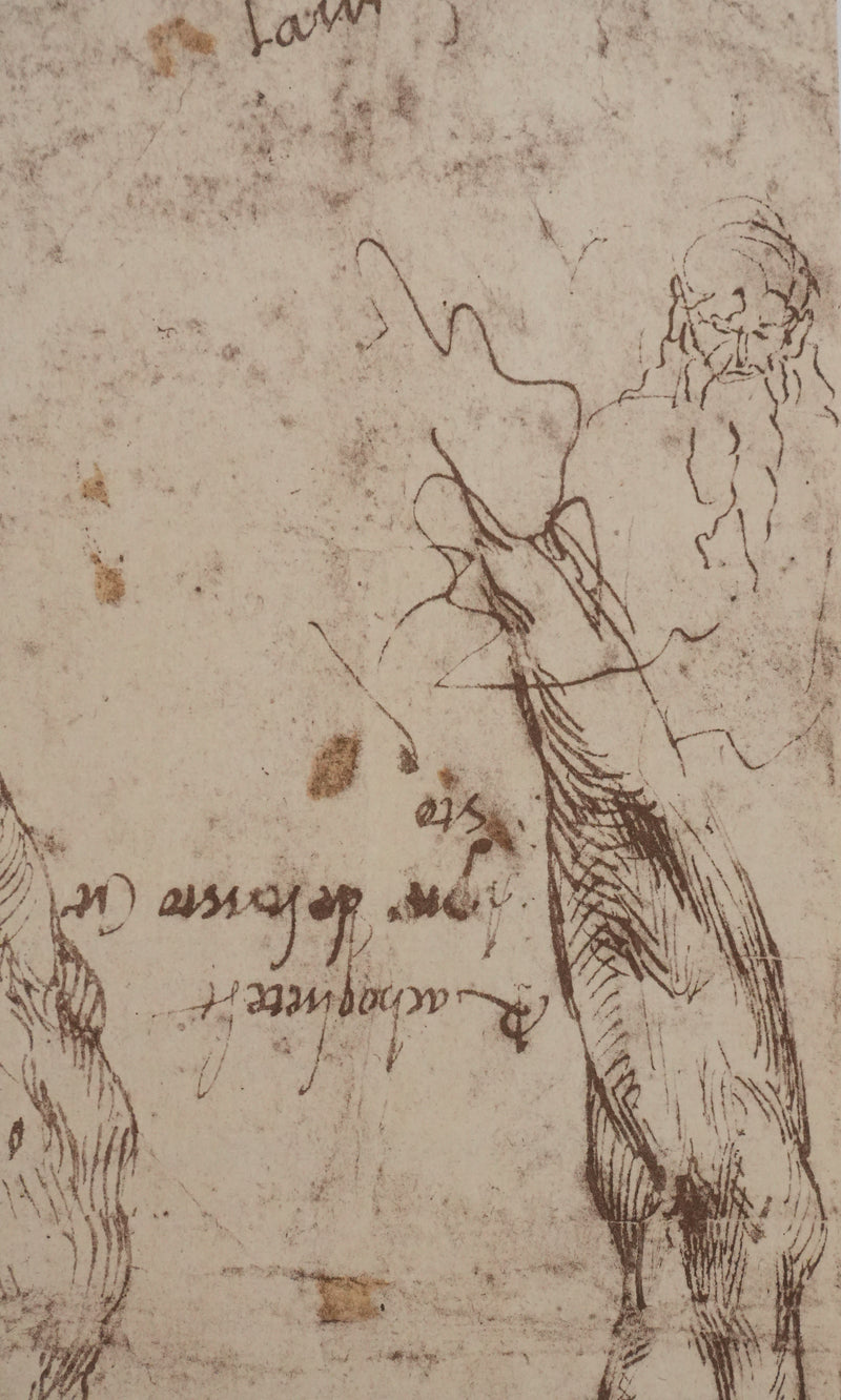 Michel-Ange BUONARROTI : Etude d&