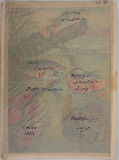 Fernand ANGEL : Gourami nain, Pavillon tacheté et Poisson-paradis, Aquarelle originale signée