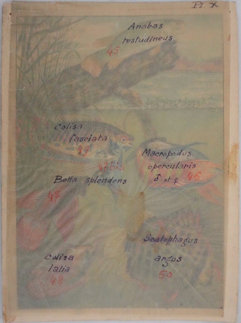 Fernand ANGEL : Gourami nain, Pavillon tacheté et Poisson-paradis, Aquarelle originale signée